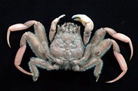 藏品(四齒(疣面)關公蟹)的圖片