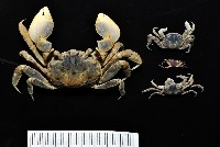 藏品(伍氏厚蟹)的圖片