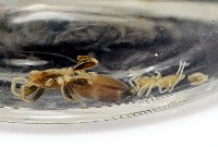 藏品(臺灣秘蛛)的圖片