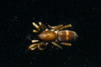 藏品(臺灣秘蛛)的圖片