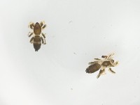 藏品(臺灣秘蛛)的圖片