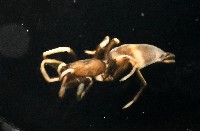 藏品(臺灣秘蛛)的圖片