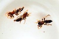 藏品(臺灣秘蛛)的圖片