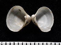 藏品(砂紙砂蛤)的圖片