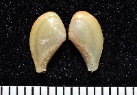 藏品(短刀彎錦蛤)的圖片