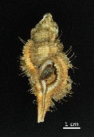 藏品(菲氏瘦法螺)的圖片