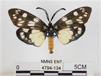 藏品(蓬萊茶斑蛾)的圖片