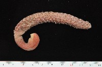 藏品(麥氏棘羽海鰓)的圖片