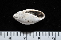 藏品(中華大耳螺)的圖片