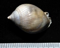 藏品(美姬鬘螺)的圖片