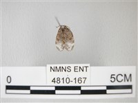 藏品(臺灣卵翅蛾)的圖片