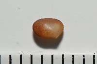 藏品(臺灣花瓣蛤)的圖片