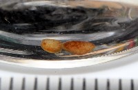 藏品(臺灣花瓣蛤)的圖片