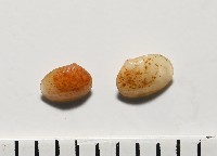 藏品(臺灣花瓣蛤)的圖片