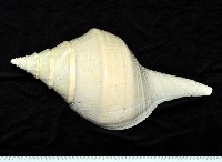 藏品(澳洲大香螺)的圖片