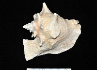 藏品(女王鳳凰螺)的圖片