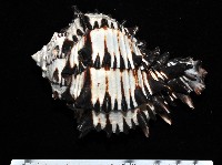 藏品(刺蝟骨螺)的圖片