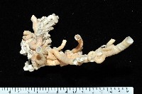 藏品(散子蛇螺)的圖片