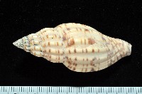 藏品(扁肋渦螺)的圖片