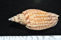 藏品(黑田渦螺)的圖片
