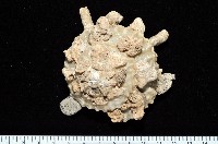 藏品(礫石綴殼螺)的圖片