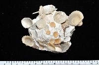 藏品(綴殼螺)的圖片