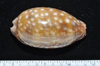 藏品(鹿斑寶螺)的圖片