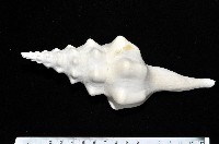 藏品(波緣長旋螺)的圖片