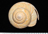 藏品(寺町翁戎螺)的圖片