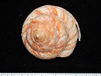 藏品(紅翁戎螺)的圖片