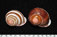 藏品(紅口紅蝸牛)的圖片