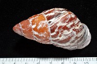 藏品(雲嬌蝸牛)的圖片