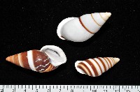 藏品(美嬌蝸牛)的圖片