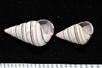 藏品(彩虹蝸牛)的圖片