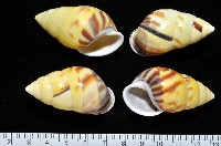 藏品(雙旋蝸牛)的圖片