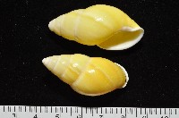 藏品(黃雙旋蝸牛)的圖片