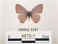 藏品(曲波紋灰蝶)的圖片