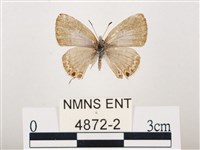 藏品(曲波紋灰蝶)的圖片