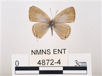 藏品(曲波紋灰蝶)的圖片