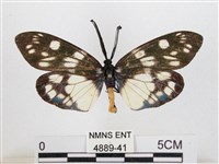 藏品(蓬萊茶斑蛾)的圖片