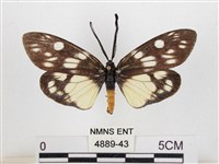 藏品(蓬萊茶斑蛾)的圖片