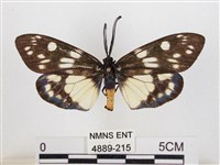 藏品(蓬萊茶斑蛾)的圖片