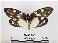 藏品(蓬萊茶斑蛾)的圖片