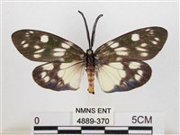 藏品(蓬萊茶斑蛾)的圖片