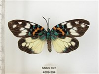 藏品(山龍眼螢斑蛾、雙星螢班蛾)的圖片