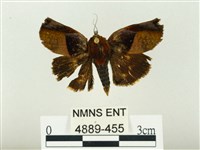 藏品(燄駝蛾)的圖片