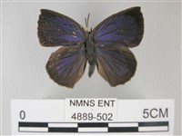 藏品(日本紫灰蝶)的圖片