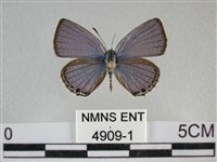 藏品(蘇鐵綺灰蝶)的圖片