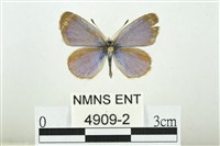 藏品(折列藍灰蝶沖繩亞種)的圖片