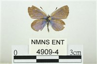 藏品(折列藍灰蝶沖繩亞種)的圖片